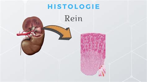 Histologie Du Rein Youtube