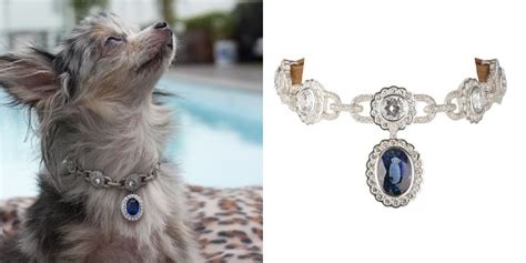 Top 10 Most Expensive Dog Collars 2023 Updated Marc Petite