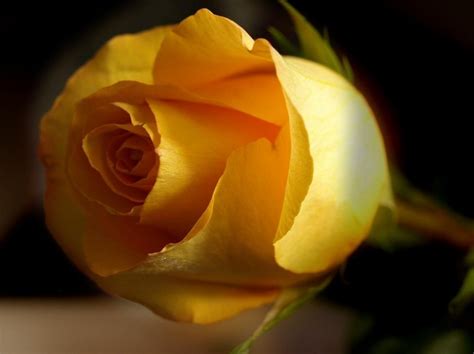 صَفْرَاء • (ṣafrāʾ) f (dual صَفْرَاوَانِ‎ (ṣafrāwāni), plural صَفْرَاوَات‎ (ṣafrāwāt) or صُفْر‎ (ṣufr)). زهره صفراء - Qatar Photo
