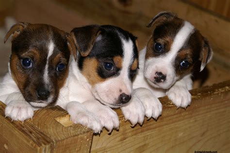 The best food for her is whichever high quality dog food she does best on! Jack Russell Terrier - Pictures, Information, Temperament ...