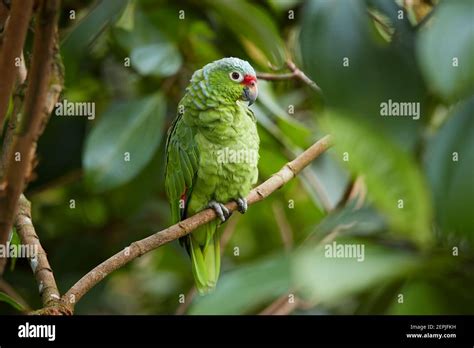 Wild Crimson Fronted O Finschs Parakeet Loro Verde Neotropical Con