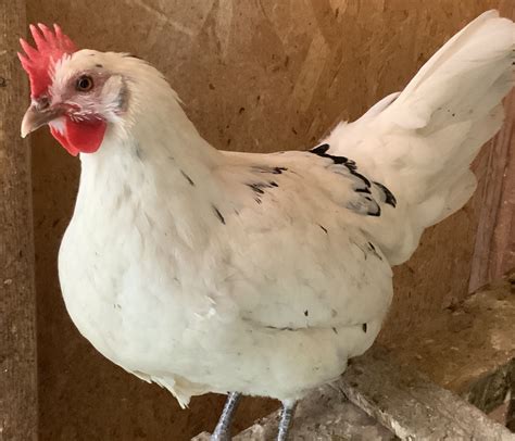 this is an austra white a cross between a black australorp rooster and a white leghorn hen the