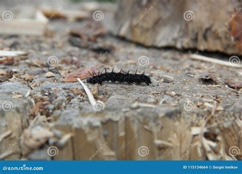 Black Caterpillar Stock Photo Image Of Animal Black 115134664