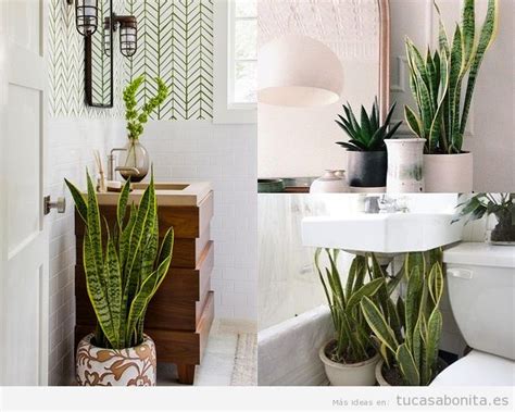 Las últimas ideas en decoración de baños de la mano del grupo porcelanosa. Plantas para el baño: las que mejor crecen y absorben la ...
