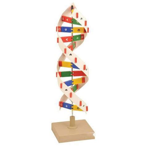 Plastic Dna Model For Biology Laboratory Rs Piece Ankit