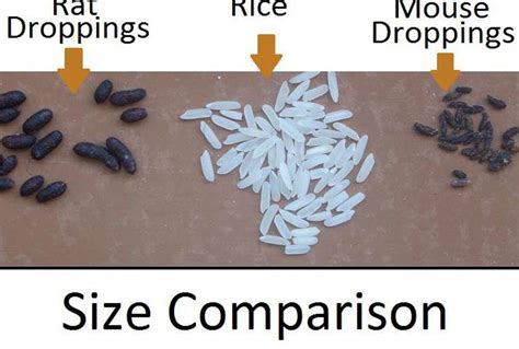 Rat Poop 101 How To Identify And Clean Rat Droppings Safely