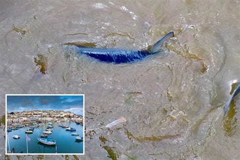 Holidaymakers Stunned As Blue Shark Spotted Circling Waters In Devon