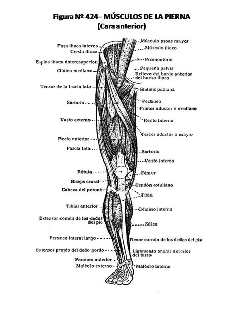 Atlas De AnatomÍa Humana 424 MÚsculos De La Pierna Cara Anterior