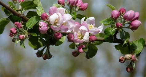 Arkansas State Flower The Apple Blossom Proflowers Blog Apple