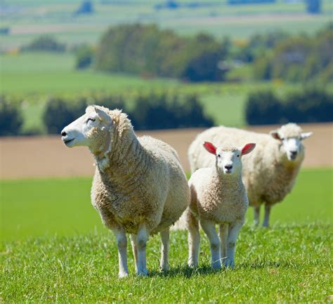 New Investment Steps Being Taken To Increase Western Australian Sheep