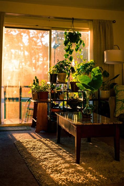 My Living Room In The Afternoon Light Houseplants