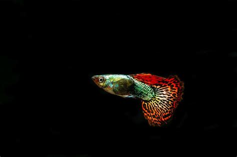 How to breed guppies step by step. 25 Most Beautiful Fish in the World (With Pictures ...