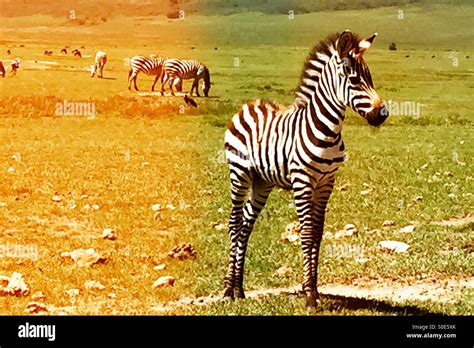 Baby Zebra Colt Trying Out Its Legs Stock Photo Alamy