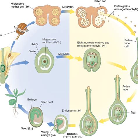 A Generalized Scheme Of Typical Angiosperm Life Cycle Raven And