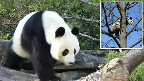 Adelaide Zoos Giant Panda Fu Ni Could Be Pregnant After Artificial