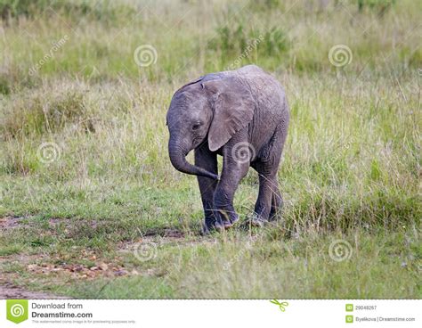 African Elephant Baby Stock Image Image Of Herbivore