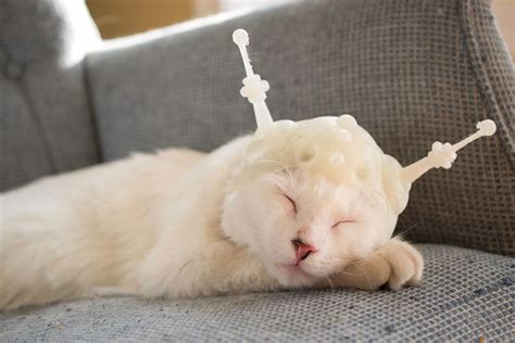 With a bit of work and some simple 3d printing, you can make your cat's eating experience unique. 3D Printer Review: the Just Released da Vinci Jr. from ...