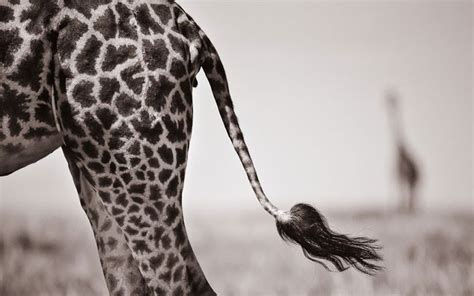 Giraffes Tail Picture David Lloyd Barcroft Media Giraffe African