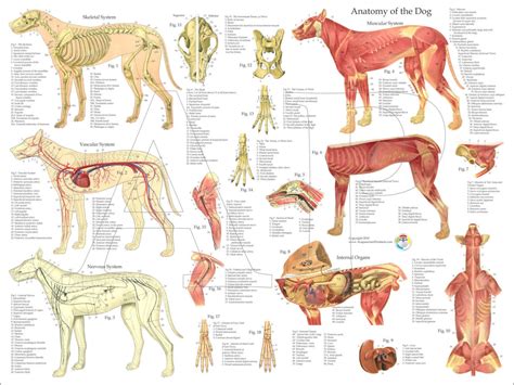 Hund Muskulös Skelett Nerven Tierärztliche Anatomie Poster Etsy