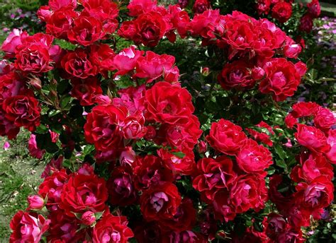 Красивые Розы В Саду Фото telegraph