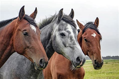 12 Most Popular Horse Colors • Horsezz