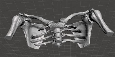 This series leaves off at part 12 due to. Upper Chest Bone - female 3D Model OBJ STL | CGTrader.com