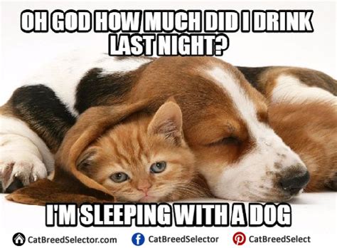 See more ideas about cat memes, funny animals, funny cats. Cat Memes | Cat Breed Selector