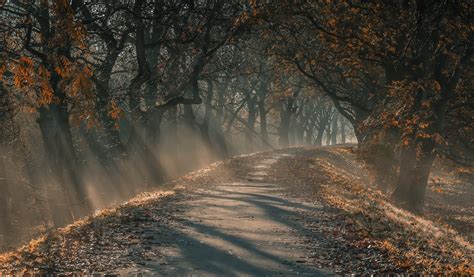 Wallpaper Forest Sunlight Dirt Path Fall Leaves Road Trees