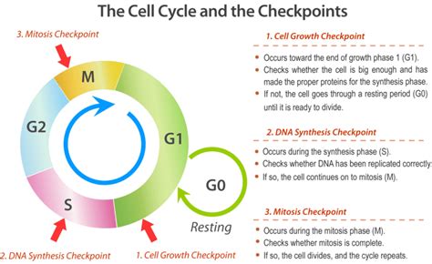 72 Cell Cycle And Cell Division Biology Libretexts
