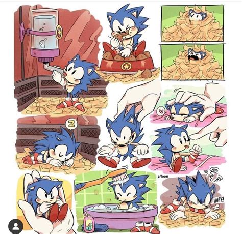 If Sonic Was A Actual Hedgehog So Cute Not Mine Uspar14takus