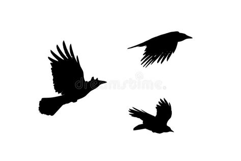 Crow Fight Stock Illustrations 65 Crow Fight Stock Illustrations