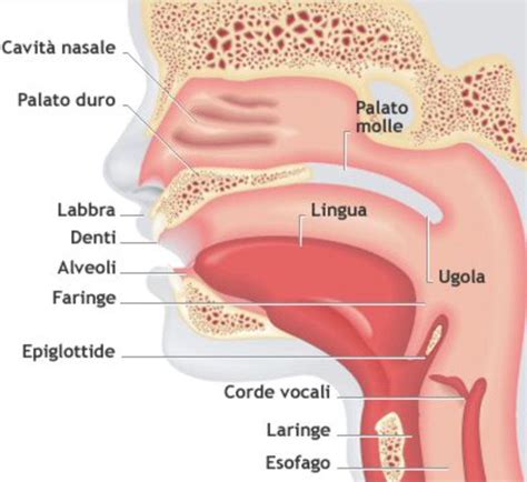 Lapparato Digerente