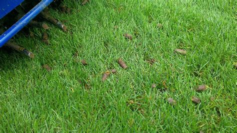 Since 1982, we've provided recommendations for insect and rodent control ozzy e. Step 1 to a Great Lawn this Spring: Lawn Aeration | The ...