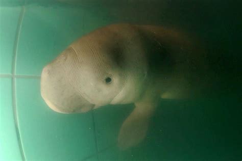 Second Orphaned Baby Dugong Found Both Now Under Thai Royals