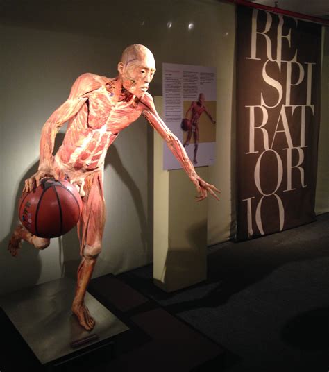 Exposição Exibe 150 órgãos E 13 Corpos Para Explicar Como Os Seres