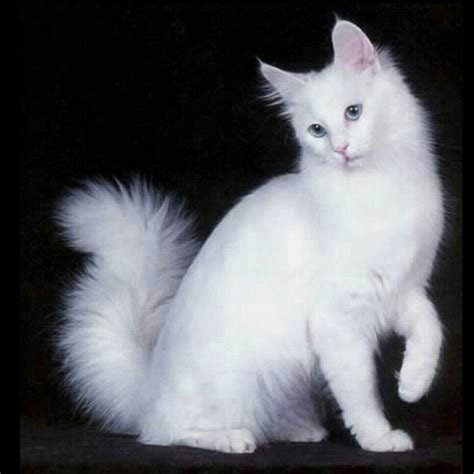 Turkish Angora Rare Cats Rare Cat Breeds Cat Breeds