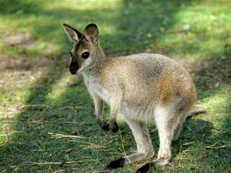 8 Exotic Animals that can be kept as Pets | Fun Animals Wiki, Videos