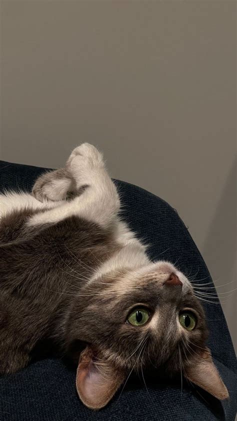 A Gray And White Cat Laying On Its Back