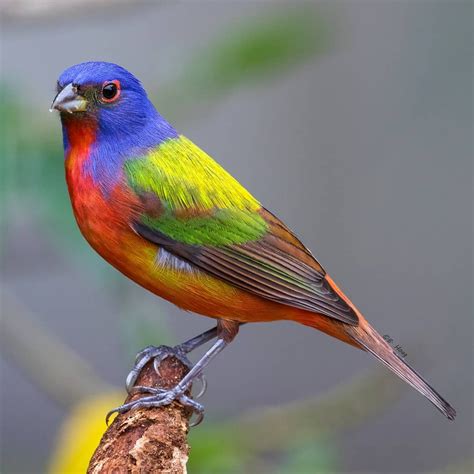 He Amazing Painted Bunting The Colors On These Got Seriously Bright