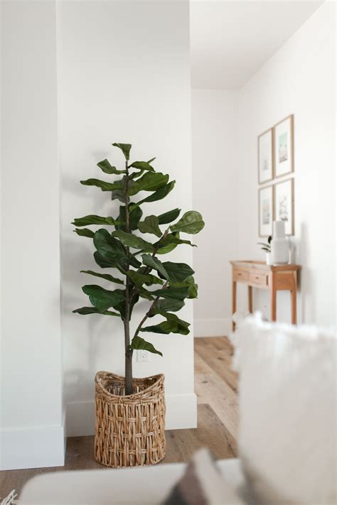 Faux Outdoor Plants Qvc - Garden Plant