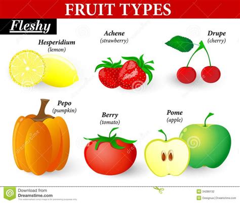 Fleshy Fruit Types Stock Vector Illustration Of Delicious 34286132