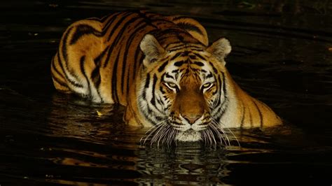 Tiger Is On Body Of Water During Nighttime 4k Hd Animals Wallpapers
