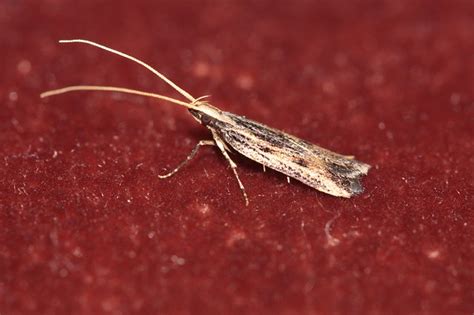 Very Tiny Moth With Long Antennae Sarisophora Leucoscia A Photo On