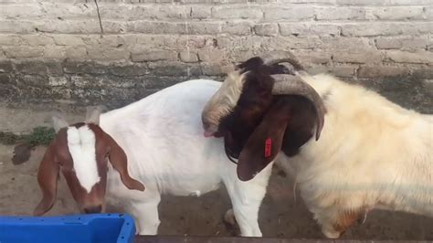 Goat Mating Goat Sixs Goat Barding Bakri Caras Bakri Corashd Youtube