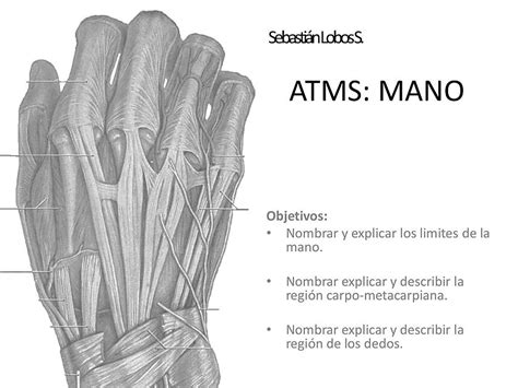 Anatomia De La Mano Apuntes Médicos Udocz