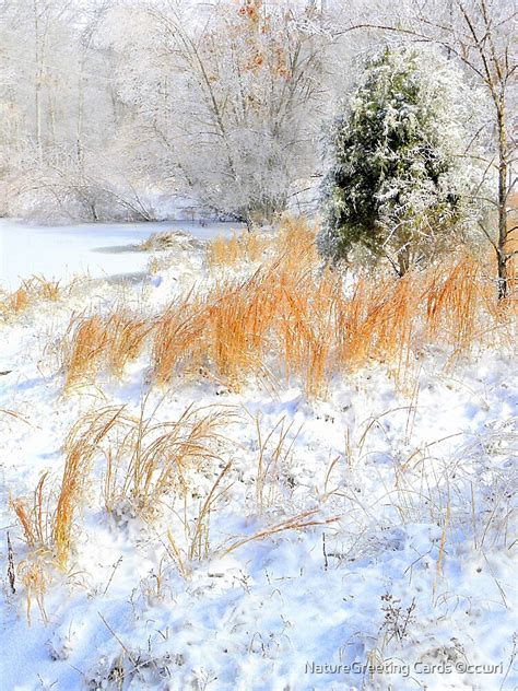 Peaceful Snow Scene By Naturegreeting Cards ©ccwri