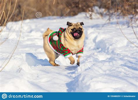 Pug Dog With Christmas Elf Costume Run On A Snow At Cold Winter Day