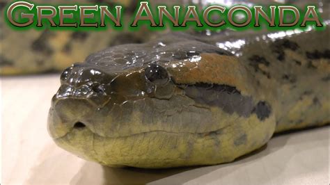 Anaconda Snake Powenegg