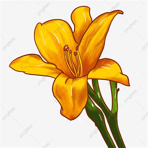 spring floral yellow lily flower hand drawn illustration beautiful lily lily crayon png