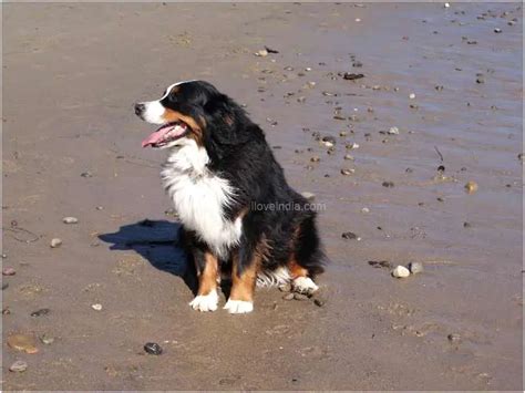 Small Bernese Hound Pet Your Dog